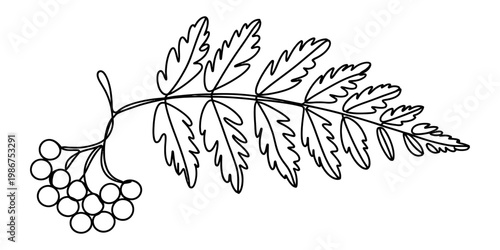A simple black and white line drawing of a rowan branch featuring leaves and a cluster of berries Vector, illustration