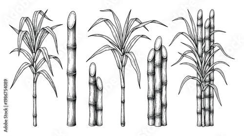 Vintage style botanical drawing of sugarcane plants and cut stalks, perfect for food industry branding, agricultural education, or natural product packaging designs