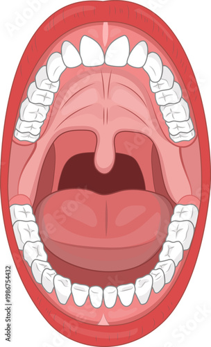 口を大きく開けて口腔内と喉、歯をわかりやすく表したイラスト