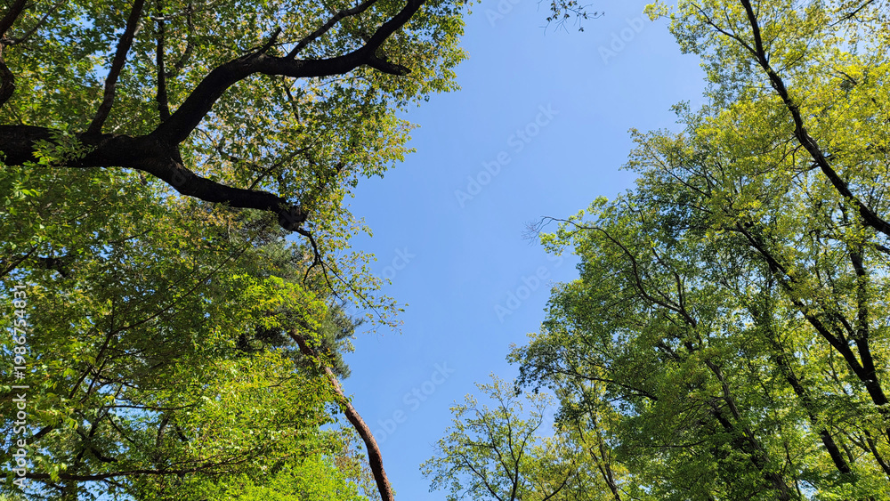 Obraz premium 木の分かれ目・青空を眺める／Looking at the blue sky at the fork in the trees／나무의 갈라진 눈과 푸른 하늘을 바라본다
