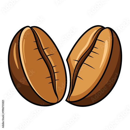 Two roasted coffee beans illustration, close-up, isolated on white background, cafe concept.