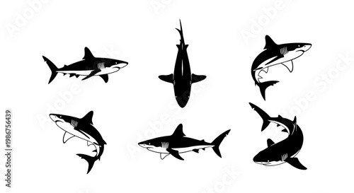 Great white shark vector silhouettes, set of 6 predatory shark icons, black and white marine animal illustrations for fishing logos and ocean graphics