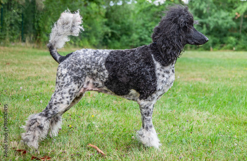 The picture shows a poodle, probably a standard poodle due to its size and build. Poodles are active, intelligent dogs and a breed of water dog originally from Germany or France.