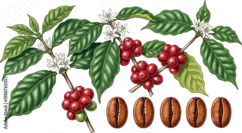 Vintage coffee plant botanical illustration, coffee branch with red berries and white flowers, roasted coffee beans vector set for cafe branding