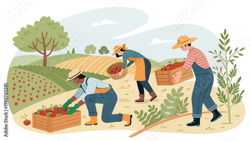 Three farmers harvesting tomatoes in a lush green field on a sunny day