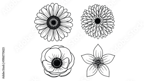 Four beautiful black and white line drawings of flowers including daisies and anemones with detailed petals and centers on a white background