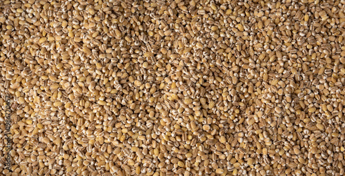 Schilderij op canvas Pearl barley grains textured background