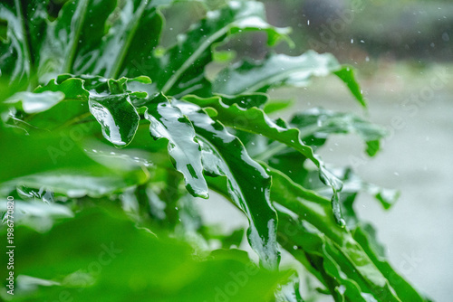 Foto Close-up of green leaves with raindrops, capturing freshness and natural detail in a tropical environment with soft background bokeh