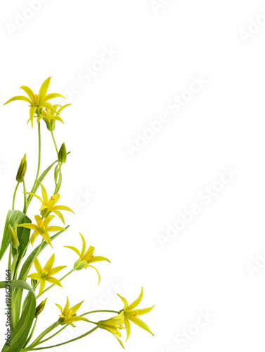 Yellow Gagea lutea flowers, bud and leaves in a corner arrangement isolated on white or transparent background