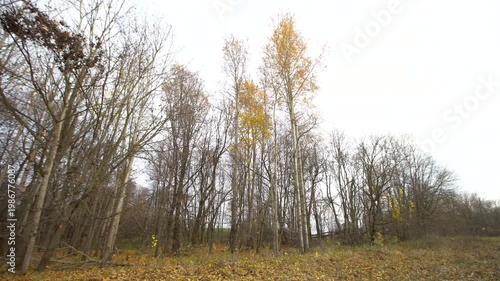 Autumn is shown as trees lose their leaves in the upper midwest. The ground is covered with yellow leaves.