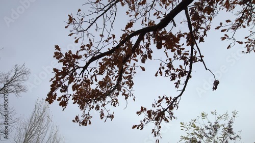 Leaves rustle on bare branches while clouds drift in the sky above a park on a cool autumn afternoon.