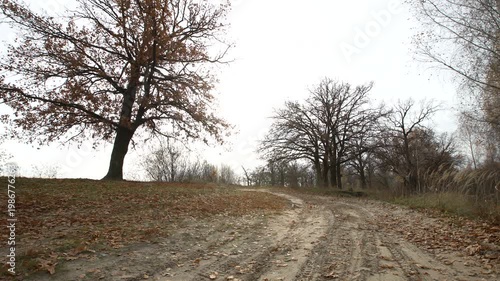 A dirt path surrounded by trees and leaves, showing a natural landscape on a cloudy autumn day.