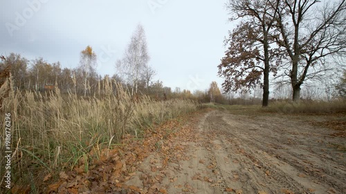 A dirt path lined with trees. The sky is cloudy and autumn leaves cover the ground.