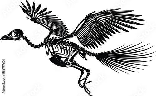 Archaeopteryx dinosaur skeleton illustration, bird-like fossil with wings, tail, beak, evolutionary link between reptiles and modern birds