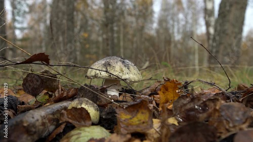 A mushroom appears on the forest floor among fallen leaves and branches as autumn light filters through the trees.