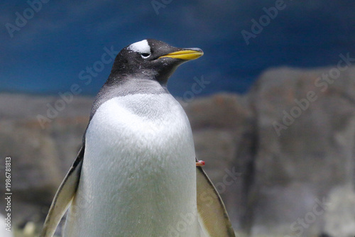 A close-up of a Gentoo penguin with a bright orange beak and distinctive white eye patches, standing in a rocky environment with a soft blue background.