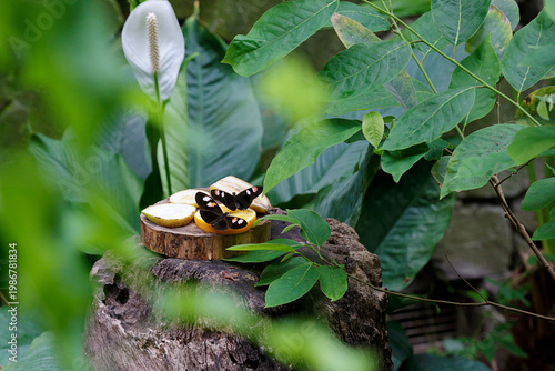 Two butterflies with dark wings and white and orange markings feeding on fruit slices placed on a wooden platform in a lush natural setting.