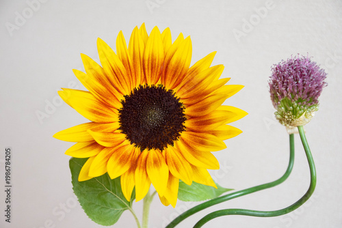 アリウムと向日葵