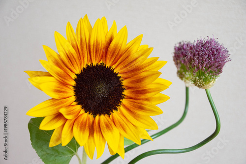 ひまわりとアリウム