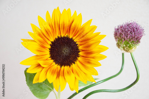 アリウムとひまわり