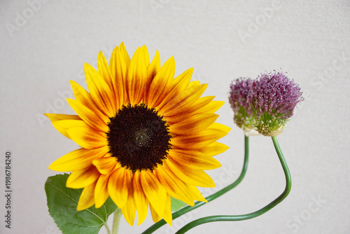 アリウムとひまわり