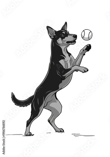 Black and white illustration of an Australian Kelpie dog playing with a tennis ball Isolated on transparent background