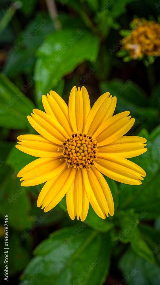 Obraz premium Close-up of a vibrant yellow flower with dark center, surrounded by green leaves
