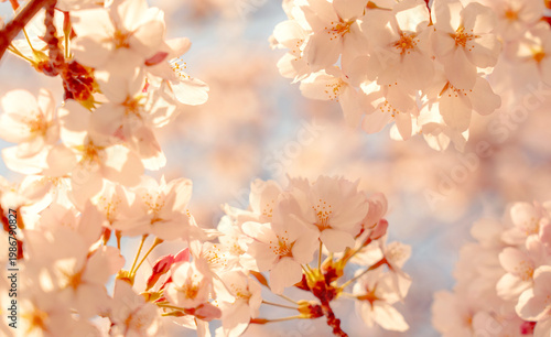 Cherry blossom background. 桜の背景	