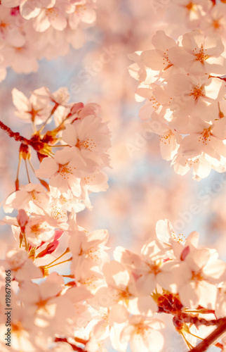 Cherry blossom background. 桜の背景	