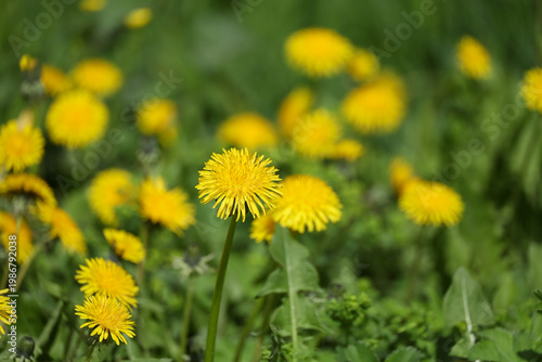 Yellow dandelions in green grass on a rustic meadow. Colorful spring floral background