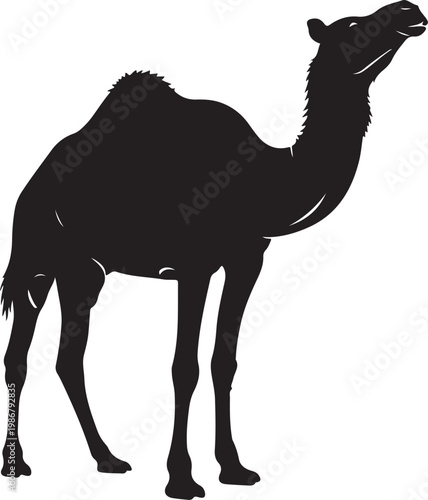 Camel Silhouette Walking in Desert Dunes, Minimal Wildlife Desert Animal Vector Illustration