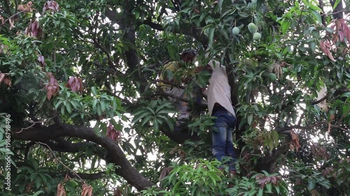 Farmer harvesting mangoes from a tree for selling in market, showing fruit collection, agriculture work, and rural livelihood in Indian village.