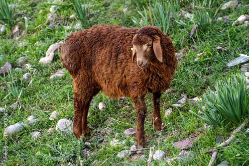Quadro su tela Young brown fat-tailed sheep standing on green grass with long hanging ears