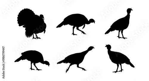 Turkey silhouette collection with 6 vector elements, wild turkey bird shapes for Thanksgiving design, black poultry silhouettes on white background
