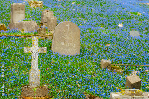 Old cemetery with weathered gravestones and crosses surrounded by a carpet of blooming blue flowers in spring