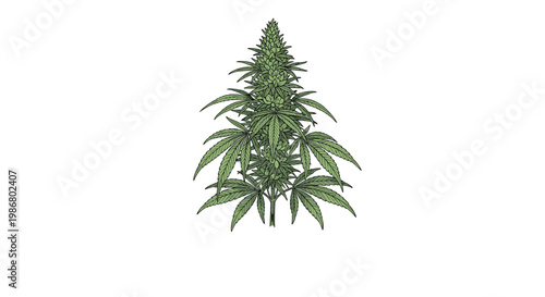 Detailed botanical illustration of a single green cannabis plant with leaves and flowers shown on a clean white background.