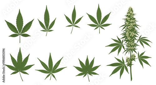 Botanical collection of green cannabis leaves and a mature hemp plant with flower buds for medical or pharmaceutical research.