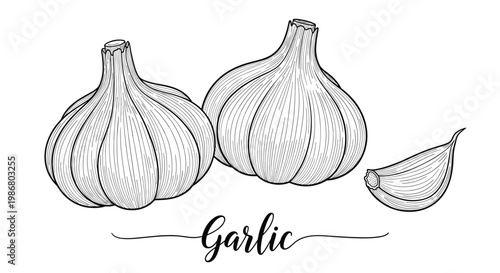 Detailed botanical illustration of whole garlic bulbs and a single clove with elegant calligraphy on a white background.
