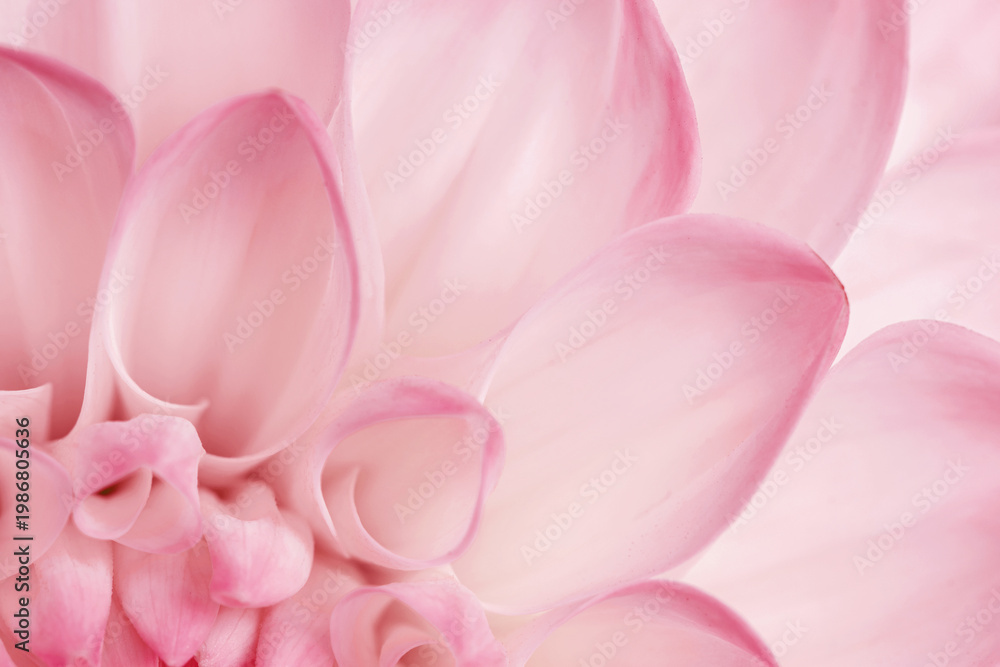Fototapeta premium Abstract floral background with soft focus, delicate pink rose petals of dahlia flower. Flowering festive decoration, wedding romantic design, greeting card, social media backgrounds, wellness visual.