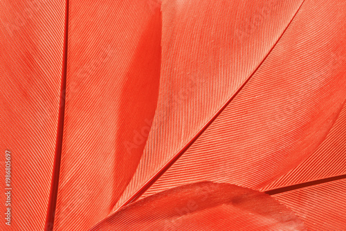 фотографія Nature pattern of red bird feathers, beautiful natural texture with delicate detail, feather close up