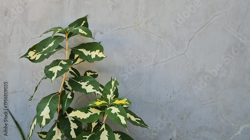 Variegated Caricature Plant (Graptophyllum Pictum) Growing Against Textured Gray Concrete Wall