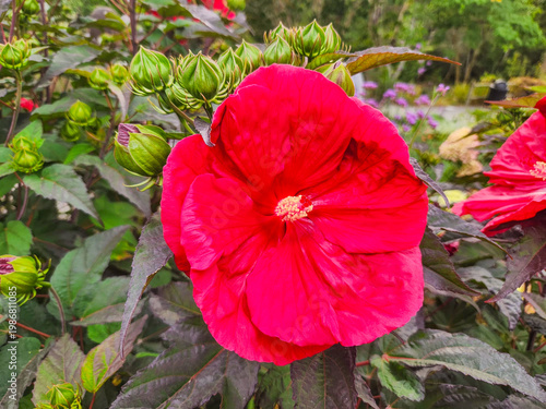 Crimson Hibiscus Bloom