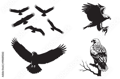 Golden eagle and hawk silhouettes displaying predatory behavior including landing with prey and perching on branch for detailed ornithological study and wilderness design concepts