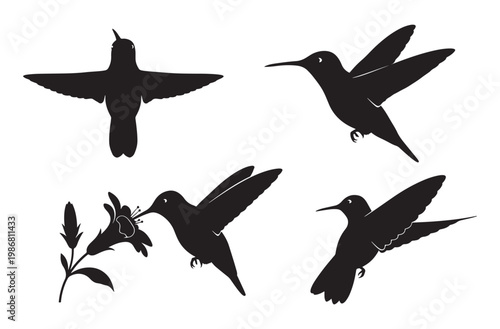 Hummingbird in flight, feeding on flower, hovering, and silhouette vector collection set