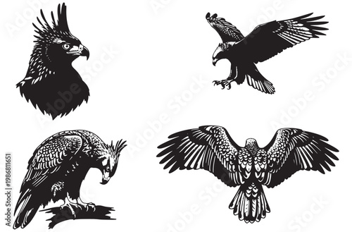 Majestic eagle in flight, perched on a branch, and close up head portrait silhouette vector collection