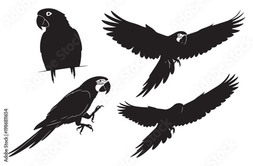 Macaw parrot silhouette collection with flying and perched tropical birds black bird outlines set isolated on transparent background for exotic jungle nature wildlife design project