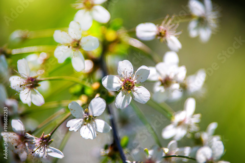 Wallpaper Mural Cherry blossom branch in the garden in spring
 Torontodigital.ca