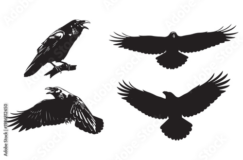 Set of black crow and raven silhouettes isolated on transparent background with detailed feathers for wildlife design bird watching labels or dark gothic art and nature illustrations