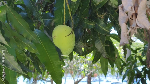 Tropical mangoes ripening and green leaves show organic harvest growing in garden. Warm sunny weather helps fruit maturation on branches in resort area. Every tropical mangoes ripening task.