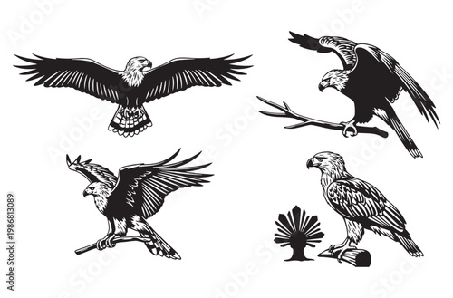  Set of different eagles in different poses on transparent background, flying birds and eagles on tree branch, vector illustration